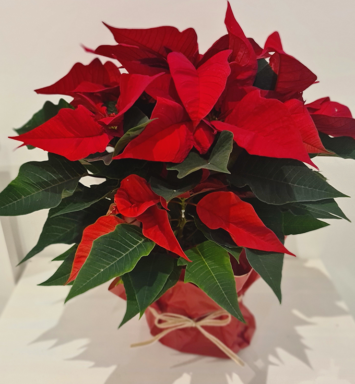 Gift this Festive Poinsettia to friends and family this Christmas. Order Gift Wrapped or including ceramic pot. Local delivery Wickford