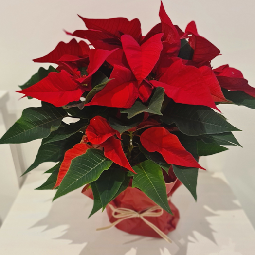 Gift this Festive Poinsettia to friends and family this Christmas. Order Gift Wrapped or including ceramic pot. Local delivery Wickford