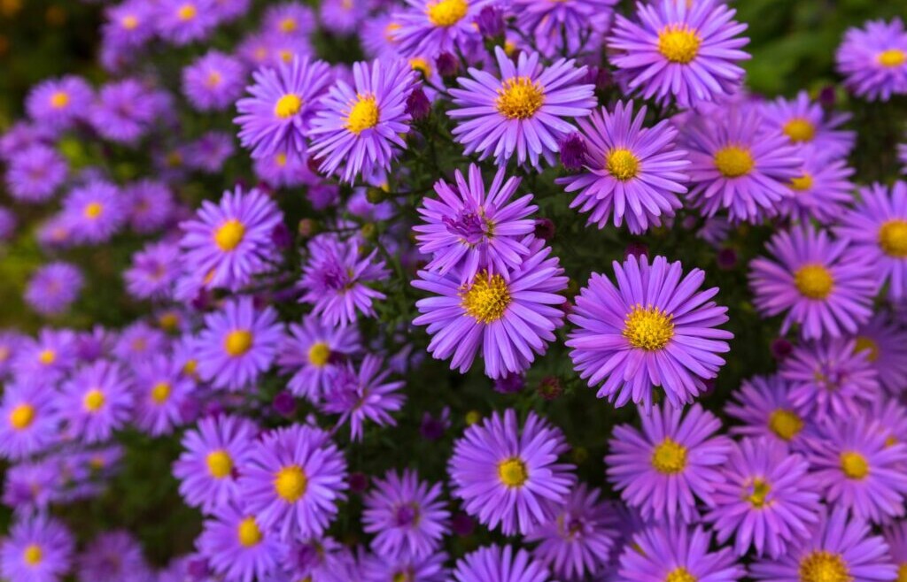 The Aster – a stunning addition to your hand-tied Bouquet