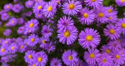 The Aster – a stunning addition to your hand-tied Bouquet