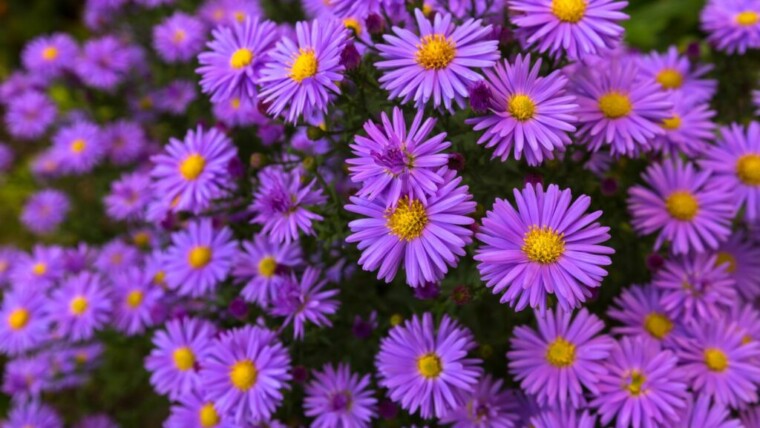 The Aster – a stunning addition to your hand-tied Bouquet